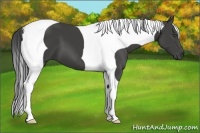 Horse Color:Smoky Black Tobiano