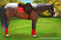 Horse Color:Bay Splash 