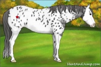 Horse Color:Black Ice Splash Near Leopard 