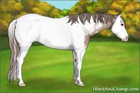 Horse Color:Buckskin Splash Near Fewspot 