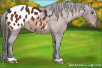 Horse Color:Bay Appaloosa