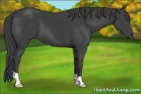 Horse Color:Smoky Black 
