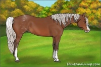 Horse Color:White Spotted Silver Bay Splash