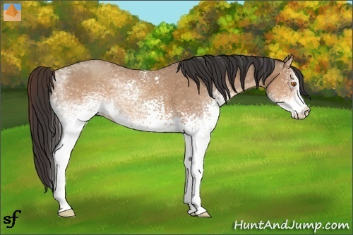 Horse Color:White Spotted Sable Champagne Rabicano