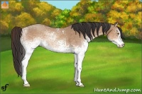 Horse Color:White Spotted Sable Champagne Rabicano