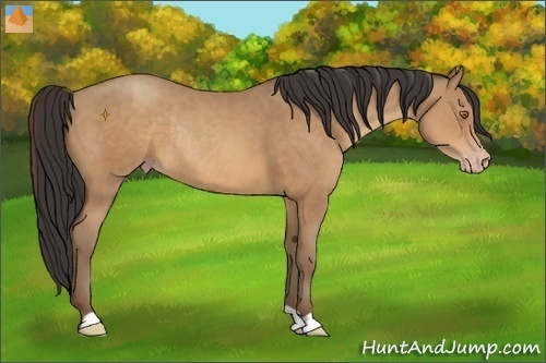 Horse Color:Sable Champagne Rabicano 