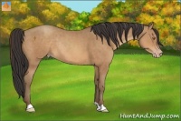 Horse Color:Sable Champagne Rabicano 