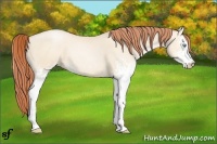 Horse Color:White Spotted Sable Cream Champagne Pearl Rabicano 