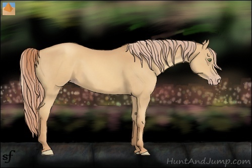 Horse Color:Gold Champagne