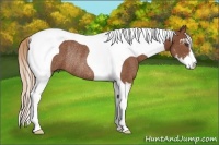Horse Color:Chestnut Sabino Tobiano Rabicano