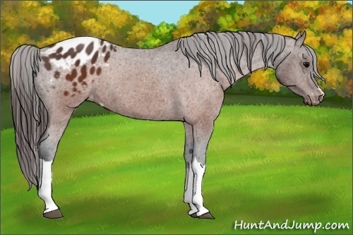 Horse Color:Brown Appaloosa 