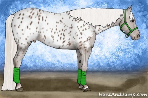 Horse Color:Silver Black Appaloosa Rabicano 