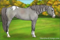 Horse Color:Grullo Sabino Appaloosa 