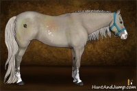 Horse Color:Silver Grullo Sabino 