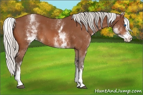 Horse Color:White Spotted Silver Bay Splash 