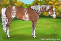 Horse Color:White Spotted Silver Bay Splash