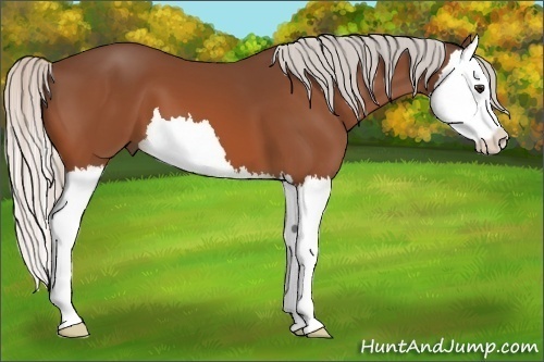 Horse Color:Silver Bay Splash