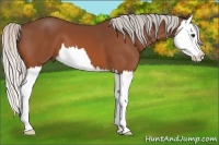 Horse Color:Silver Bay Splash 