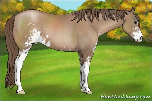 Horse Color:Black Pearl Sabino