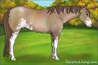 Horse Color:Black Pearl Sabino