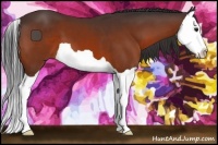 Horse Color:Bay Splash 