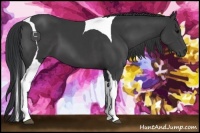 Horse Color:Black Sabino Tobiano 