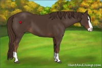 Horse Color:Liver Chestnut Splash 