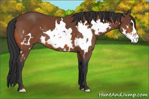 Horse Color:White Spotted Bay Frame
