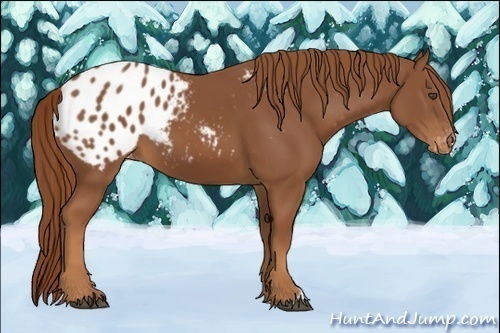 Horse Color:Chestnut Appaloosa 