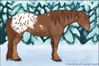 Horse Color:Chestnut Appaloosa