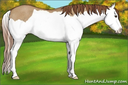 Horse Color:Red Dun Splash Rabicano