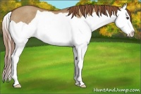 Horse Color:Red Dun Splash Rabicano