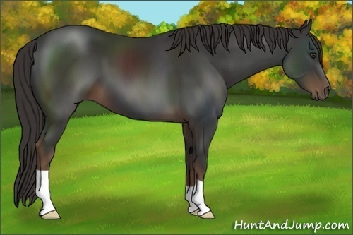 Horse Color:Liver Chestnut 