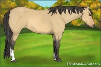 Horse Color:Buckskin Dun Tobiano