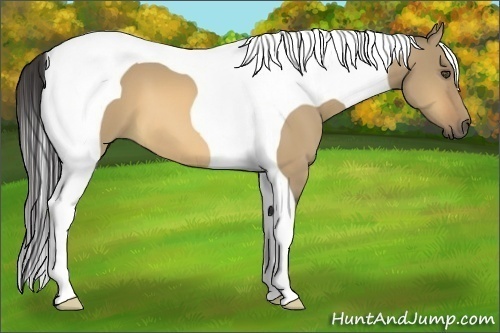 Horse Color:Buckskin Dun Tobiano 