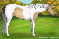 Horse Color:Buckskin Dun Tobiano