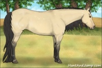 Horse Color:Buckskin Dun 