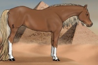 Horse Color:Chestnut Tobiano