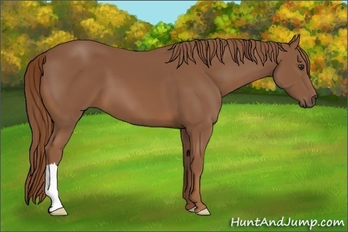 Horse Color:Chestnut 