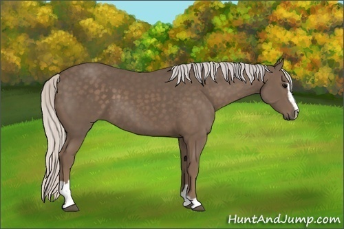 Horse Color:Silver Black Sabino 