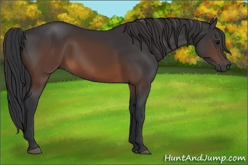 Horse Color:Brown 