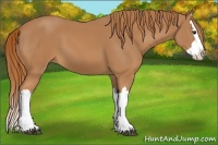 Horse Color:Chestnut Splash 