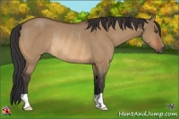 Horse Color:Bay Dun Rabicano 