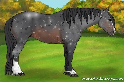 Horse Color:Brown Sabino
