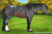 Horse Color:Brown Sabino