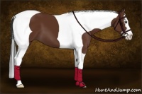 Horse Color:Bay Splash Tobiano 