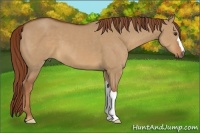 Horse Color:Red Dun