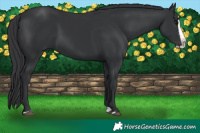 Horse Color:Black Splash