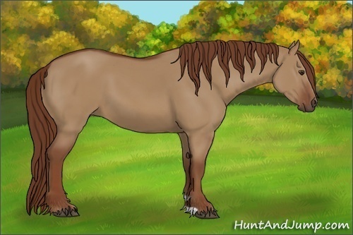 Horse Color:Red Dun