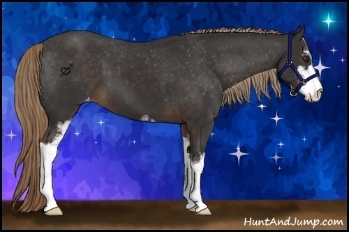 Horse Color:Liver Chestnut Sabino Appaloosa 